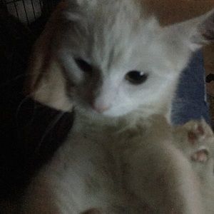 Meet your Posher, Sidney